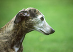 Whippet Portrait