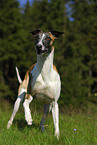 Whippet