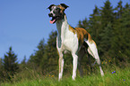 Whippet