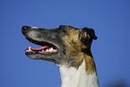 Whippet