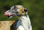 Whippet