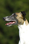 Whippet