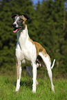 Whippet