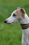 Whippet Portrait