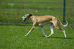 spielender Whippet