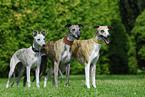 Whippets