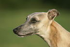 Whippet Portrait