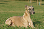 liegender Whippet