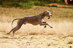 spielender Whippet