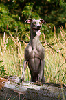 Whippet