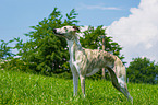 stehender Whippet