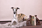 liegender Whippet