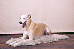 ghnender Whippet