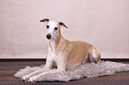 liegender Whippet