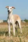 stehender Whippet