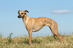 stehender Whippet