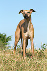 stehender Whippet