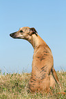 sitzender Whippet