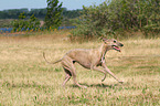 rennender Whippet