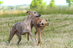 2 Whippets