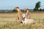 3 Whippets