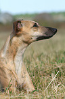 liegender Whippet