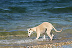 badender Whippet