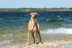 Whippet am Wasser