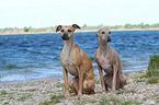 2 Whippets