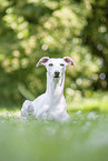 liegender Whippet