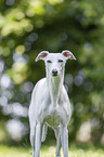 stehender Whippet