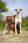 Whippet und Dackel