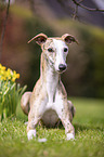 liegender Whippet