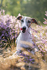 liegender Whippet