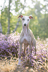 stehender Whippet