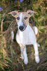 sitzender Whippet