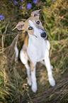 sitzender Whippet