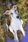 sitzender Whippet