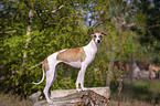 stehender Whippet