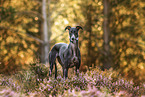 Whippet