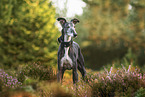 Whippet