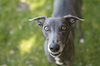 stehender Whippet