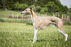 stehender Whippet