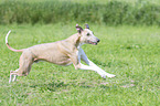 rennender Whippet