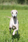 rennender Whippet