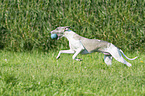 rennender Whippet