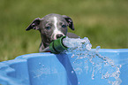 Whippet Welpe am Pool