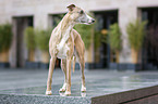 stehender Whippet