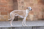 stehender Whippet