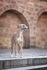 stehender Whippet